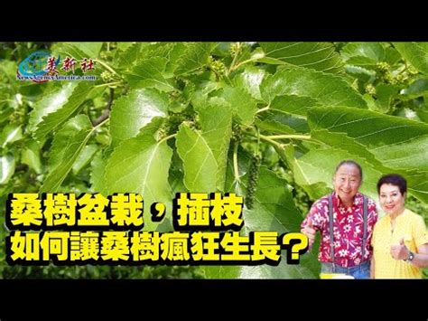 家裡種桑樹|桑樹盆栽，插枝。如何讓桑樹瘋狂生長？